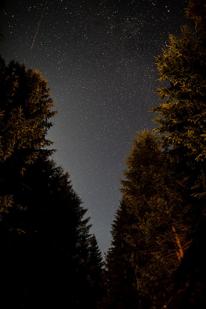 Free photo forest road of evergreen trees and sky with stars