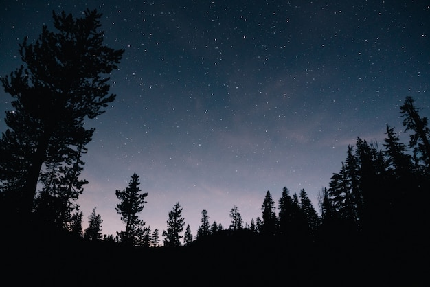 Free photo forest and the starry sky in the night