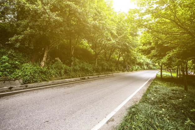 Free photo forest with roadway