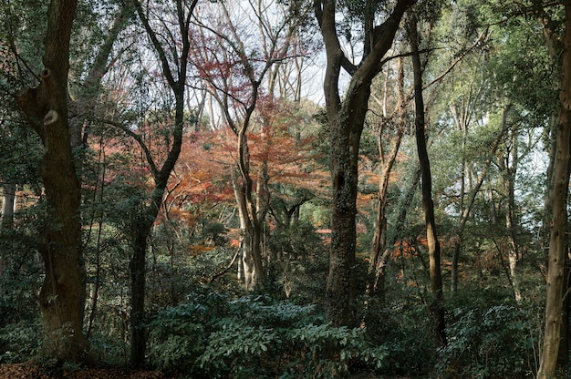 Free photo forest with trees close up