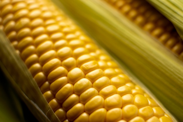 Free photo fresh corn composition close-up