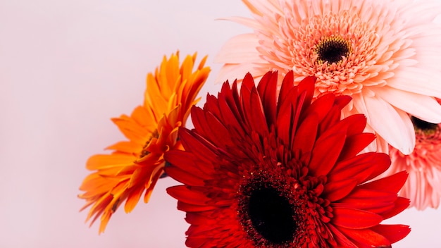 Foto gratuita fiori freschi e delicati della gerbera contro il contesto rosa