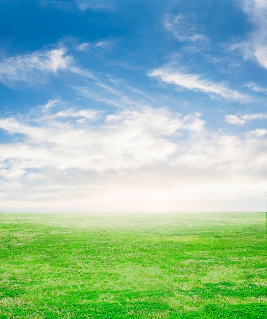 Free photo fresh grass with sky background