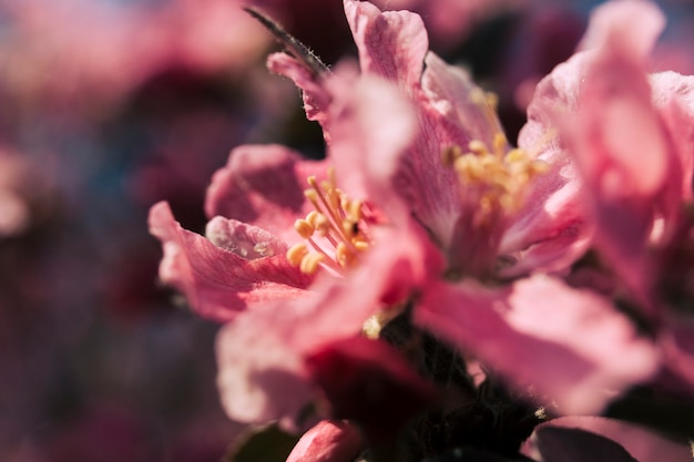 Free photo fresh pink flower blooming outdoors