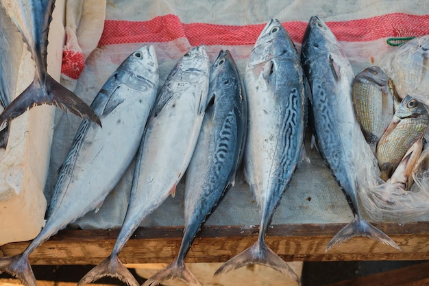 Foto gratuita il tonno fresco viene venduto al banco del pesce sul molo pesce crudo appena pescato sul banco del pesce fuoco selettivo della dieta mediterranea