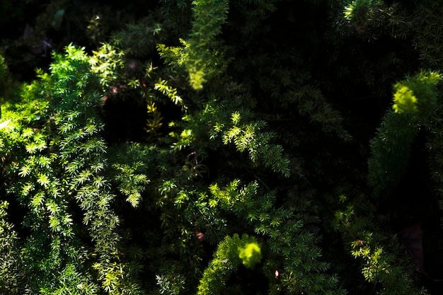 Free photo from above garden plants