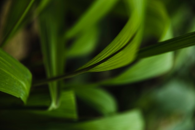 Free Photo from above sedge grass