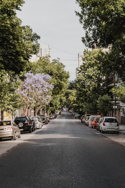 Free photo front view of city street with cars and trees