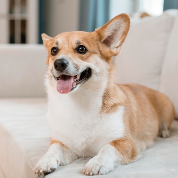 Free Photo front view of cute dog on couch at home