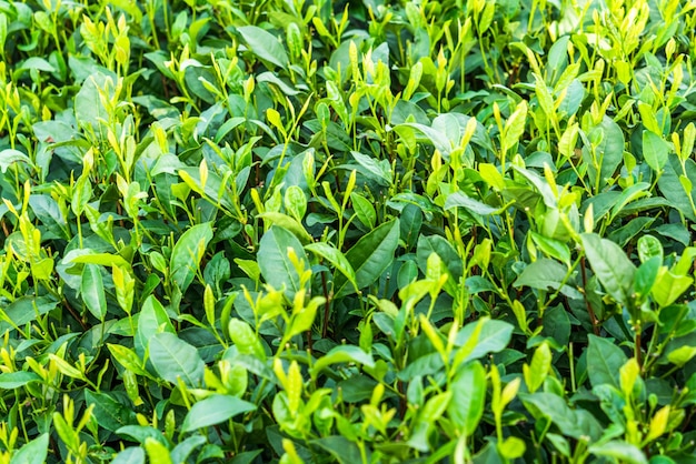 Free photo full frame of tea field