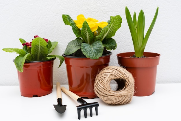 Free photo gardening tools beside plant