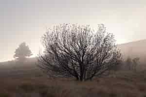 Foto gratuita cupo paesaggio con un solo albero in istria, croazia