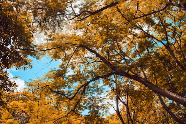 Free photo golden autumn scene in a park, with falling leaves, the sun shining through the trees and blue sky