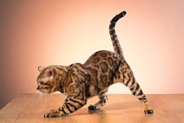 Free photo golden bengal cat on brown