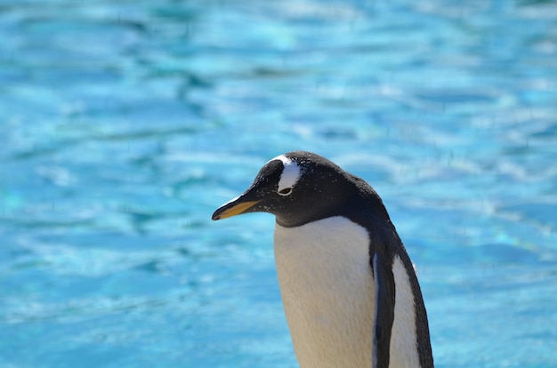 Free photo great capture of a gentoo penguin standing in front of a body of water.