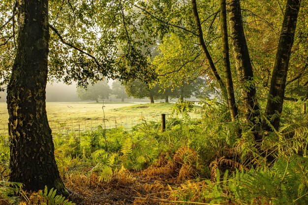 Great shot of a park filled with trees and grass on a sunny day