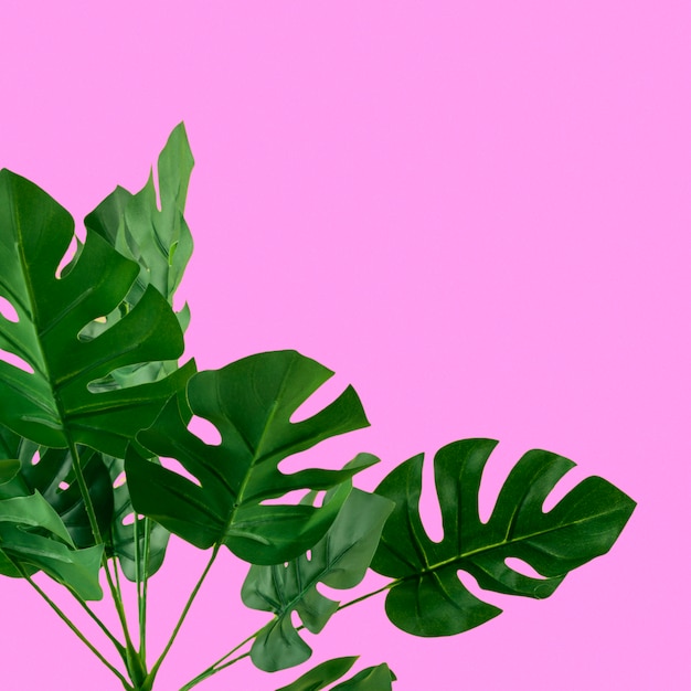 Free photo green artificial monstera leaves on pink background