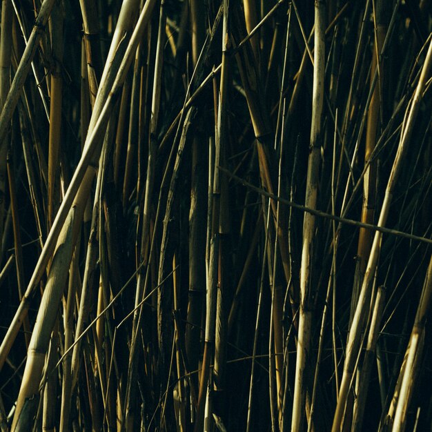 Green bamboo trees growing in garden