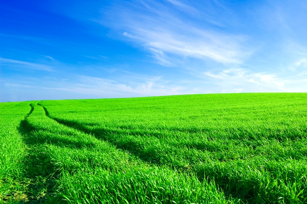 Free photo green field