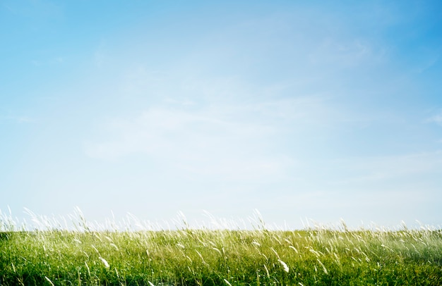 Foto gratuita concetto del campo erboso verde del campo all'aperto