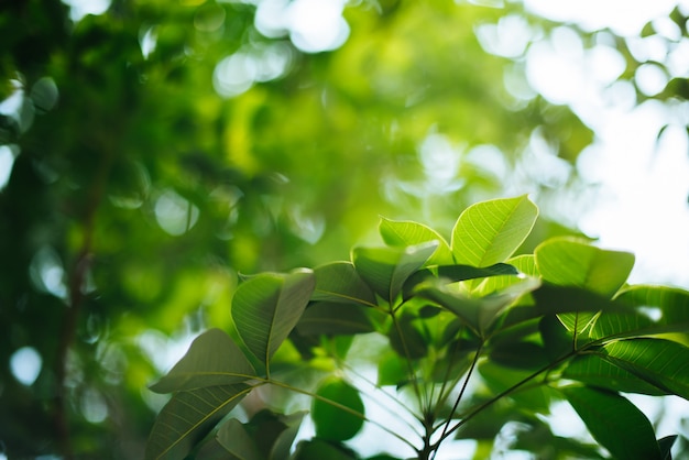 Free photo green leaf background