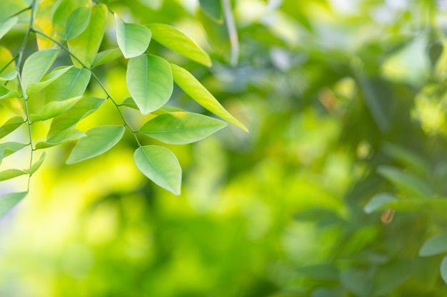 Free photo green leaf in the forest.