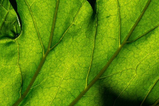 Green Leaf Texture