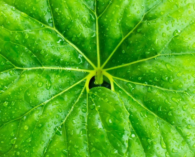 Green leaf with water drops