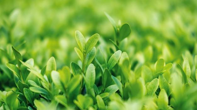 Free photo green and lush grass, close up view