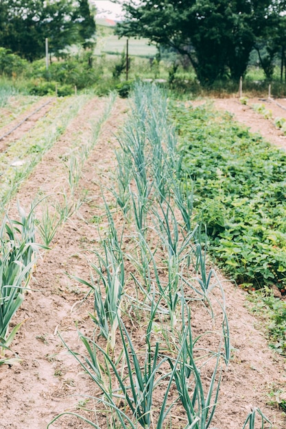 Free photo green onion growing in garden