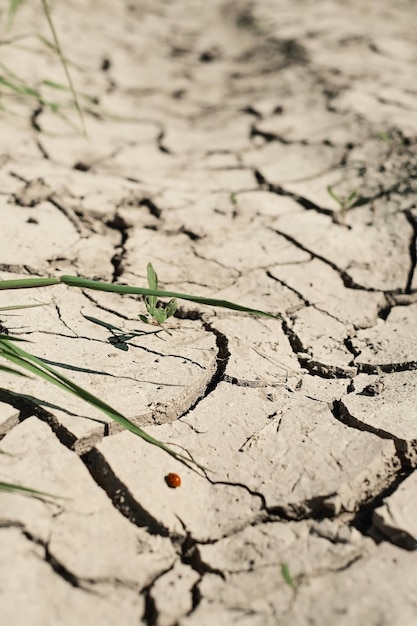 Foto gratuita pianta verde su terreno asciutto e deteriorato il concetto di siccità salinizzazione del suolo fallimento delle colture cornice verticale soft focus selettivo ecologia e benessere degli ecosistemi