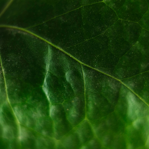 Free photo green surface of a leaf vein