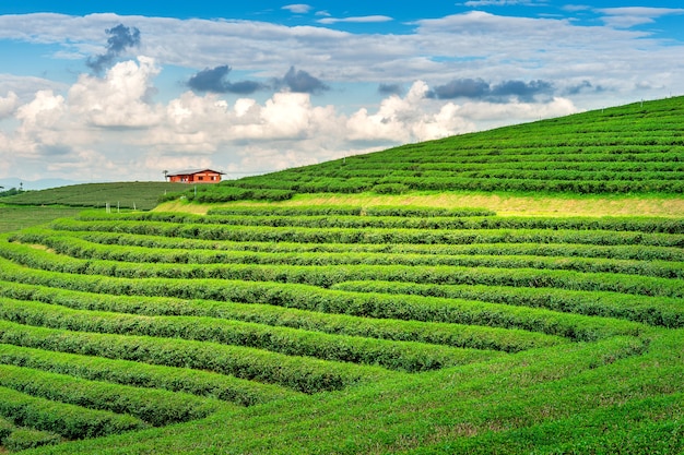 Free photo green tea bud and leaves. green tea plantations in morning. nature background.