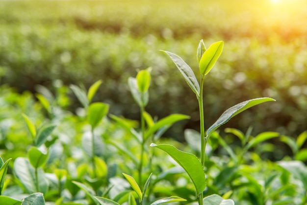 Free photo green tea bud and leaves. green tea plantations and sunny in morning.