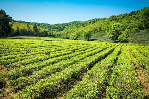 Free photo green tea garden, hill cultivation