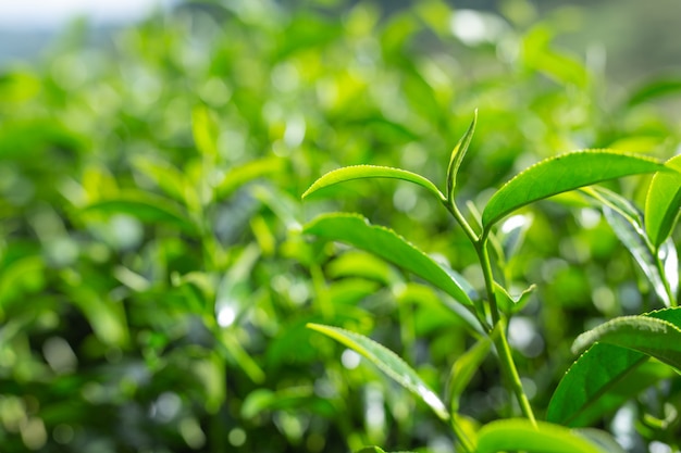 Free photo green tea leaf background in tea plantations.