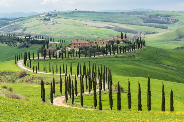 Foto gratuita alberi verdi lungo una via curva in un campo verde