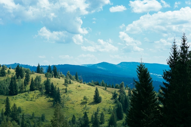 Free photo green trees over the mountain