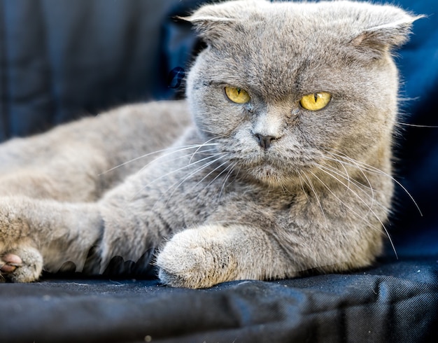 Free Photo grey chartreux cat with yellow eyes and angry look