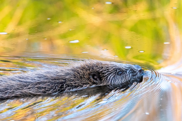 Free photo grey nutria swimming in a lake during daytime