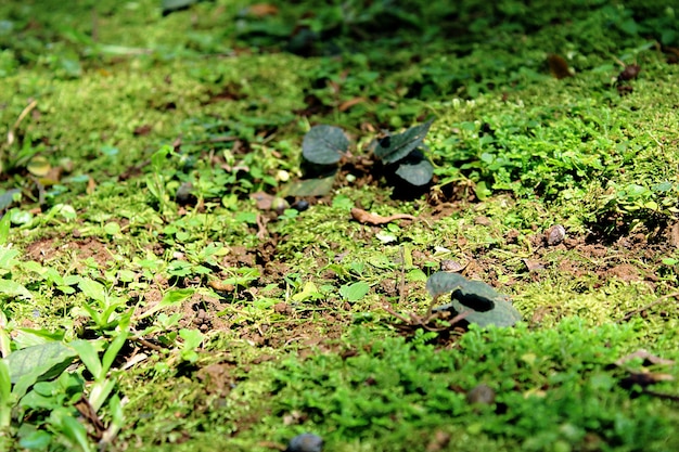 Ground plants