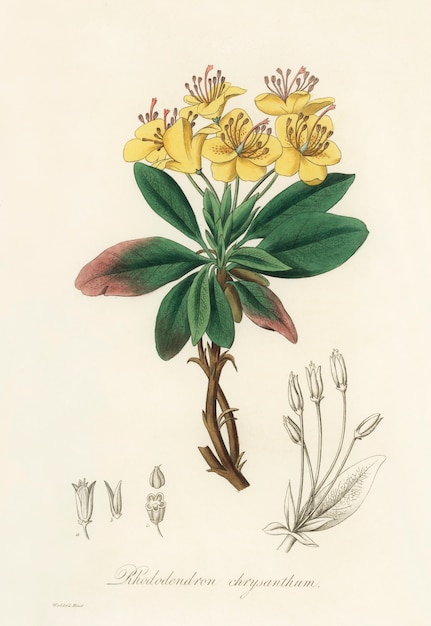 Foto gratuita gum benjamin tree (rhododendron chrysanthum) illustrazione da medical botanica (1836)