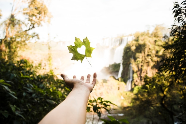 Free Photo hand holding leaf with heart shape