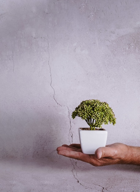 Free photo hand holding a small tree