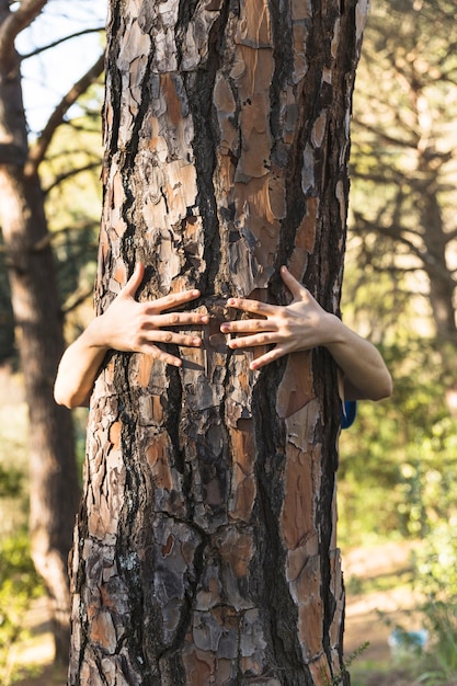 Free photo hands hugging tree in nice green woods