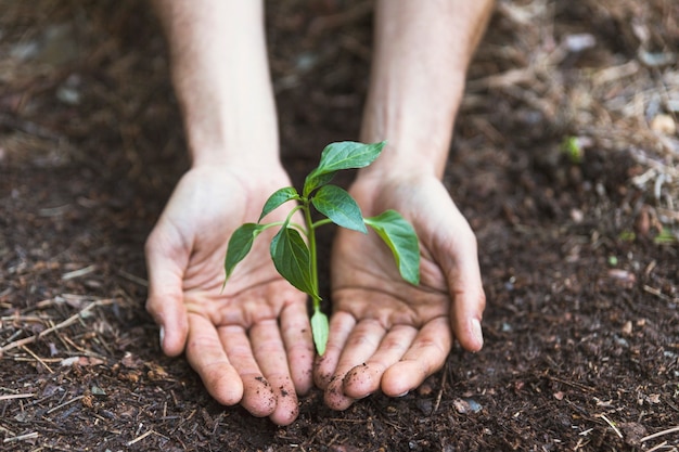 Free photo hands protecting plant