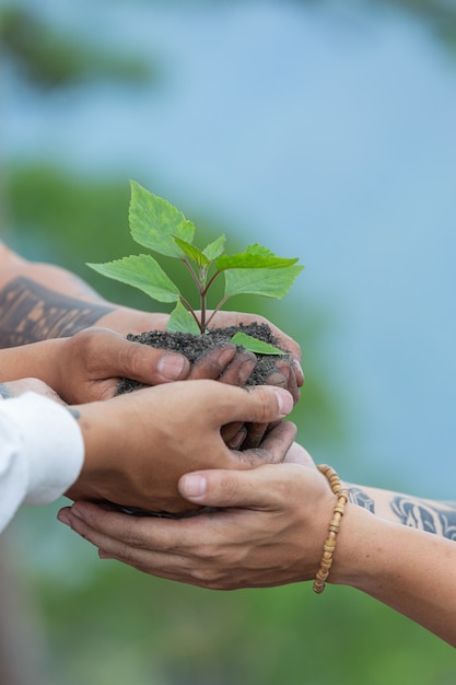 Free photo hands of trees growing seedlings.