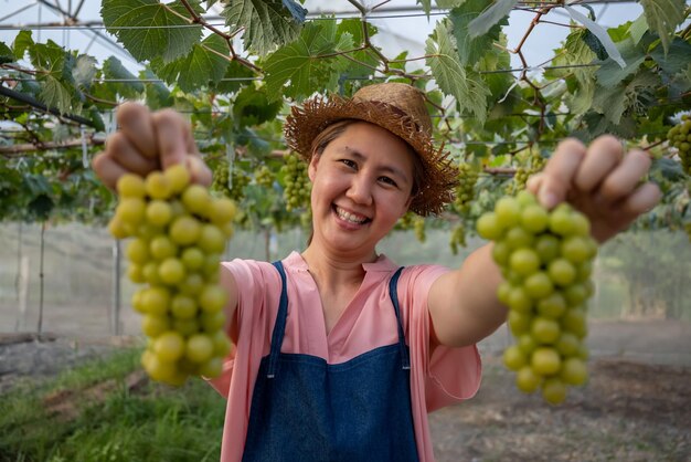 Happy Asian farmer holding fresh sweet organic grape fruit in greenhouse