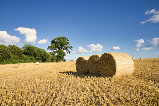 Free photo harvested grain field captured on a sunny day with some clouds