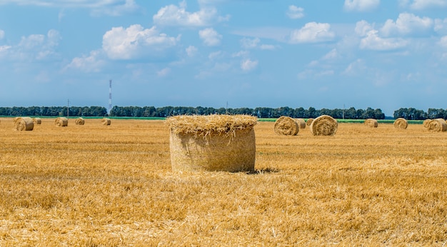 Free photo hay bales on the field after harvest.